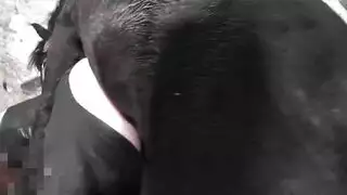 تزاوج الحيوانات: حصان مثير يأخذها من الخلف