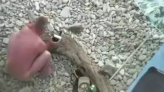 سكس احصنه مع فتيات